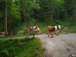 2013-07-20_Regina-F-Rau_Kochel-Rabenkopf (528).JPG